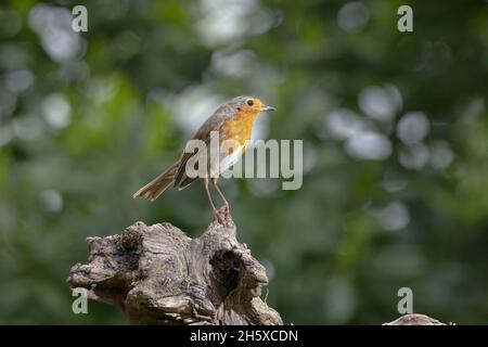 Vue latérale de l'adorable petit erithacus rubecula songbird assis sur un tronc en bois dans la nature Banque D'Images