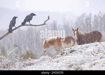 Vue latérale des corneilles de charrion attentionnée, assis sur la branche des arbres près des chevaux Haflinger gracieux dans la forêt enneigée avec des arbres sans feuilles le jour d'hiver brumeux Banque D'Images