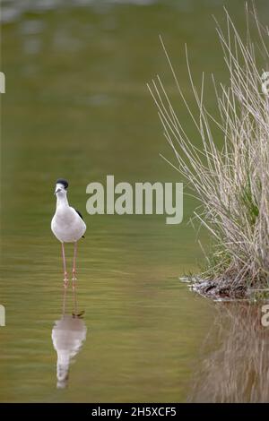 Oiseau solitaire noir à ailes volées debout dans les eaux peu profondes du lac, le jour ensoleillé dans le parc Banque D'Images