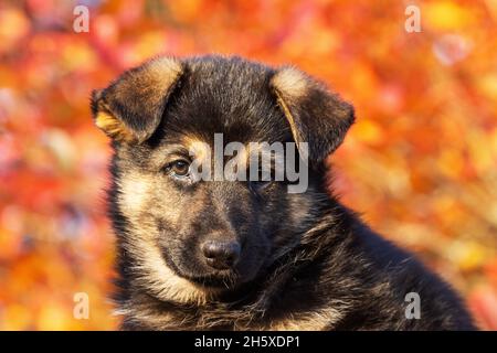 Portrait d'un chiot incroyablement adorable assis devant des feuilles d'automne colorées en Europe. Banque D'Images