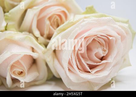 Trois roses de première qualité rose pâle Banque D'Images