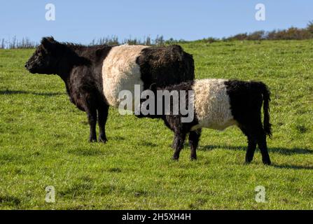 Une vache Galloway avec ceinture et son veau en pâturage dans leurs Dumfries indigènes et Galloway, dans le sud-ouest de l'Écosse Banque D'Images