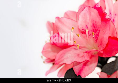 Les azalées du sud de l'Inde (Rhododendron indicum) sont photographiées en blanc, le 8 avril 2014, à Mobile, en Alabama. Banque D'Images