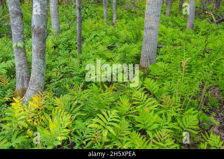 Colonie de fougères sensibles (Onoclea sensiblis), réserve naturelle de Daly point, Bathurst (Nouveau-Brunswick) NB, Canada Banque D'Images