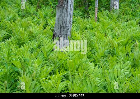 Colonie de fougères sensibles (Onoclea sensiblis), réserve naturelle de Daly point, Bathurst (Nouveau-Brunswick) NB, Canada Banque D'Images