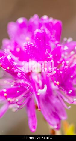 Fleurs de rhodora (Rhododendron canadense), route 470 près de Rose Blanche, Terre-Neuve-et-Labrador, T.-N.-L., Canada Banque D'Images