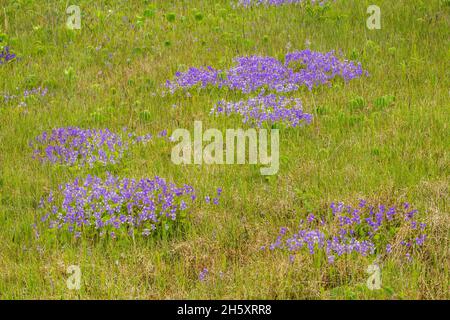 Violettes et faux phoque de Solomon (Maianthemum racemosum), fleurissant dans un pré, Sheaves Cove, Terre-Neuve-et-Labrador, T.-N.-L., Canada Banque D'Images