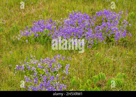 Violettes qui fleurissent dans un pré, Sheaves Cove, Terre-Neuve-et-Labrador, T.-N.-L., Canada Banque D'Images