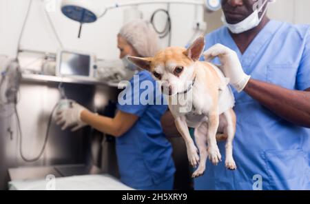 Portrait du vétérinaire afro-américain et assistant en clinique animale au travail Banque D'Images