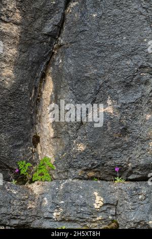 Falaise de calcaire et primevent BirdsEye (Primula mistassinica) en fleur, Sheaves Cove, Terre-Neuve-et-Labrador, T.-N.-L., Canada Banque D'Images