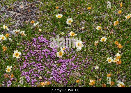campion de Moss (Silene acaulis) avec de l'huile de quinquefoil brûlée de Cape (Potentilla pulchella), réserve écologique de Burnt Cape, Raleigh (Terre-Neuve-et-Labrador), Terre-Neuve-et-Labrador (T.-N.-L.) Banque D'Images