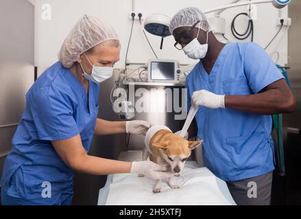 Les vétérinaires examinent un chien dans une clinique vétérinaire Banque D'Images