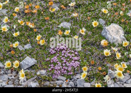 campion de Moss (Silene acaulis) avec de l'huile de quinquefoil brûlée de Cape (Potentilla pulchella), réserve écologique de Burnt Cape, Raleigh (Terre-Neuve-et-Labrador), Terre-Neuve-et-Labrador (T.-N.-L.) Banque D'Images
