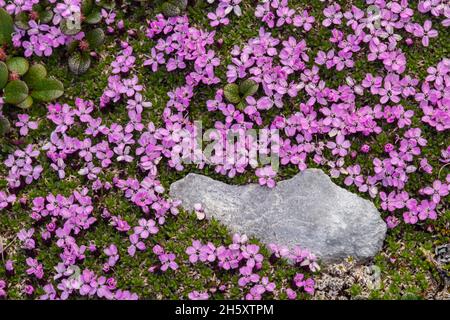 Moss campion (Silene acaulis), réserve écologique Burnt Cape, Raleigh (Terre-Neuve-et-Labrador), T.-N.-L., Canada Banque D'Images