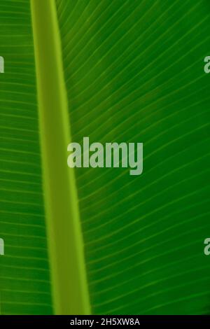 Arrière-plan de feuilles exotiques.Texture des feuilles vertes d'un palmier banane.Gros plan. Banque D'Images