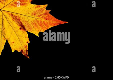 photo de la feuille d'érable en automne Banque D'Images
