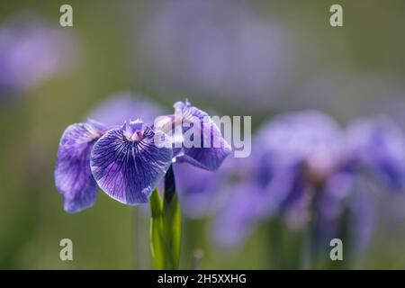 Hooker's Iris (Iris hookeri), Bonavista, Terre-Neuve-et-Labrador, T.-N.-L., Canada Banque D'Images