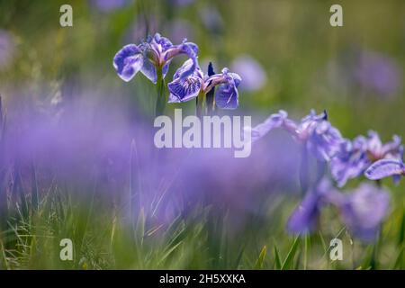 Hooker's Iris (Iris hookeri), Bonavista, Terre-Neuve-et-Labrador, T.-N.-L., Canada Banque D'Images