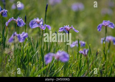 Hooker's Iris (Iris hookeri), Bonavista, Terre-Neuve-et-Labrador, T.-N.-L., Canada Banque D'Images