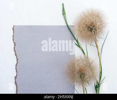 Agencement floral de grandes pissenlits molletonnés avec espace de copie pour le design. Banque D'Images