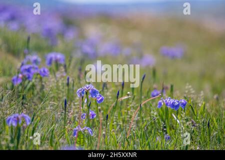 Hooker's Iris (Iris hookeri), Bonavista, Terre-Neuve-et-Labrador, T.-N.-L., Canada Banque D'Images