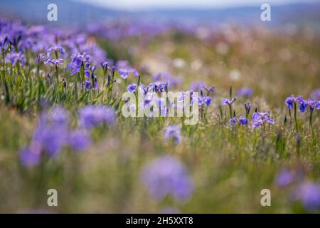 Hooker's Iris (Iris hookeri), Bonavista, Terre-Neuve-et-Labrador, T.-N.-L., Canada Banque D'Images