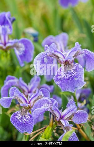 Hooker's Iris (Iris hookeri), Parc provincial Dungeons, Terre-Neuve-et-Labrador, T.-N.-L., Canada Banque D'Images