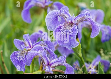 Hooker's Iris (Iris hookeri), Parc provincial Dungeons, Terre-Neuve-et-Labrador, T.-N.-L., Canada Banque D'Images