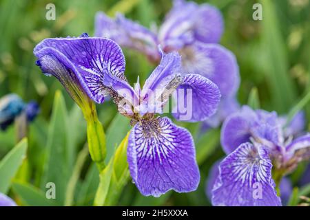 Hooker's Iris (Iris hookeri), Parc provincial Dungeons, Terre-Neuve-et-Labrador, T.-N.-L., Canada Banque D'Images