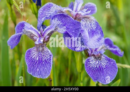 Hooker's Iris (Iris hookeri), Parc provincial Dungeons, Terre-Neuve-et-Labrador, T.-N.-L., Canada Banque D'Images