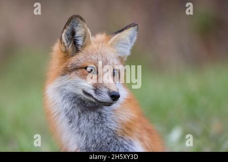 jeune renard roux en automne Banque D'Images