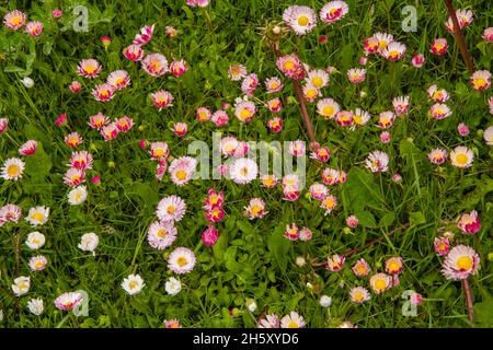 Marguerite anglaise (Bellis pernnis) fleurs sur une pelouse résidentielle, Marches point, Terre-Neuve-et-Labrador, T.-N.-L., Canada Banque D'Images