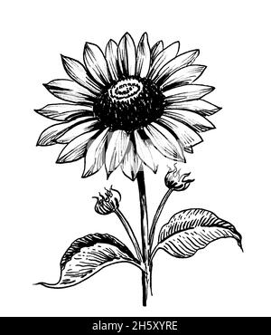 Tournesol en fleur.Dessin noir et blanc Banque D'Images