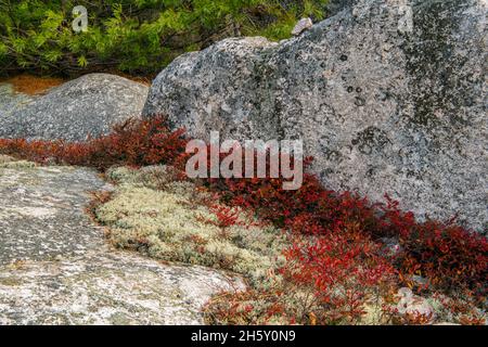 Colonies d'affleurement rocheux et de bleuets d'automne (Vaccinium angustifolium), parc provincial du lac supérieur, Ontario, Canada Banque D'Images