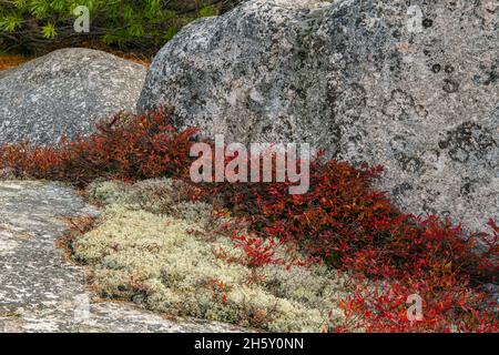 Colonies d'affleurement rocheux et de bleuets d'automne (Vaccinium angustifolium), parc provincial du lac supérieur, Ontario, Canada Banque D'Images