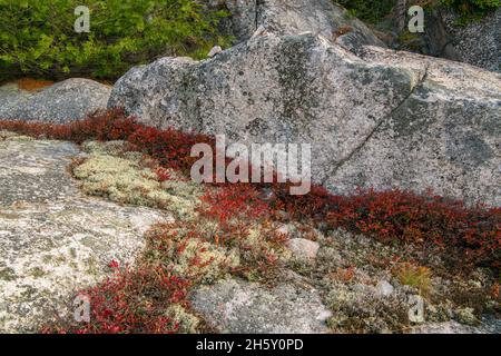 Colonies d'affleurement rocheux et de bleuets d'automne (Vaccinium angustifolium), parc provincial du lac supérieur, Ontario, Canada Banque D'Images