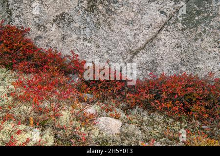 Colonies d'affleurement rocheux et de bleuets d'automne (Vaccinium angustifolium), parc provincial du lac supérieur, Ontario, Canada Banque D'Images