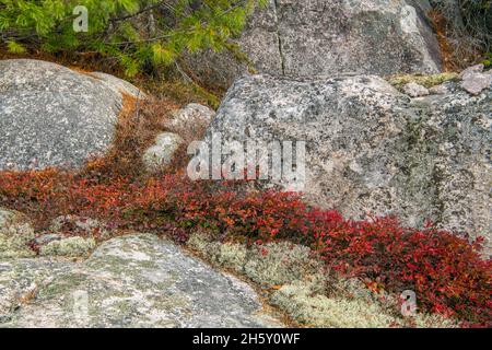 Colonies d'affleurement rocheux et de bleuets d'automne (Vaccinium angustifolium), parc provincial du lac supérieur, Ontario, Canada Banque D'Images