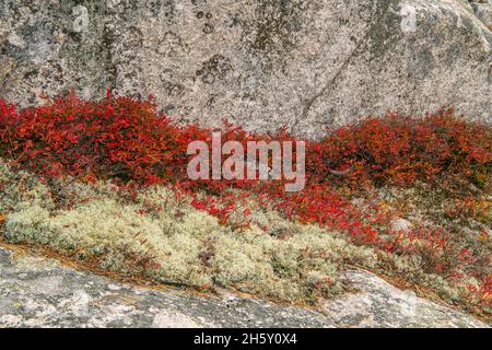 Colonies d'affleurement rocheux et de bleuets d'automne (Vaccinium angustifolium), parc provincial du lac supérieur, Ontario, Canada Banque D'Images