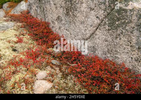 Colonies d'affleurement rocheux et de bleuets d'automne (Vaccinium angustifolium), parc provincial du lac supérieur, Ontario, Canada Banque D'Images