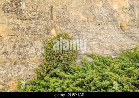 Le genévrier rampant (Juniperus horizontalis) dans les hoodoos de grès, écrit dans le parc provincial Stone, Alberta, Canada Banque D'Images