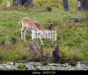 Les cerfs-jachères marchent dans l'eau avec des coussins de nénuphars dans le champ avec de l'herbe et des arbres dans son environnement et son habitat affichant ses bois. Banque D'Images