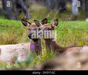 Couple femelle d'élans gros plan de la tête se reposant dans le champ avec un arrière-plan de forêt flou dans leur environnement et habitat entourant. Banque D'Images