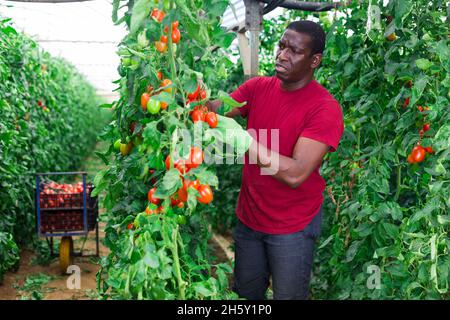 Le propriétaire heureux de la ferme cueille des tomates rouges mûres Banque D'Images