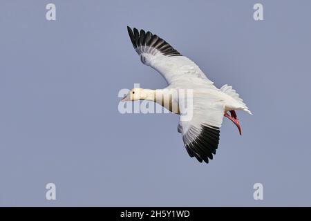 Ross's Goose (Anser rossii) 05 novembre 2021 Colusa County California USA Banque D'Images