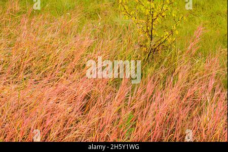 Herbes d'automne, parc national Banff, Alberta, Canada Banque D'Images