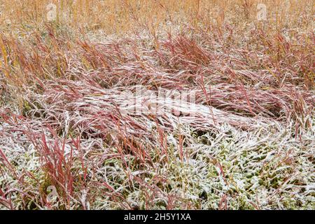 Herbes d'automne avec de la neige fraîche, parc national Banff, Alberta, Canada Banque D'Images