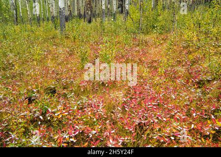 Feuilles de chèvrefeuille dans le sous-étage de la forêt d'Aspen avec de la neige fraîche à Muleshoe, parc national Banff, Alberta, Canada Banque D'Images