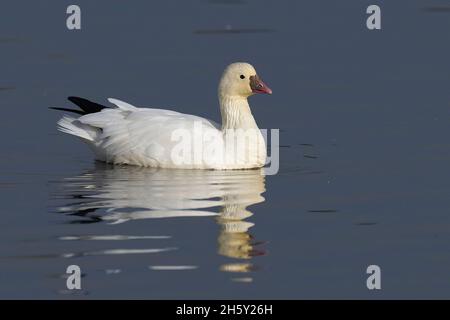 Ross's Goose (Anser rossii) 05 novembre 2021 Colusa County California USA Banque D'Images