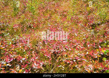 Feuilles de chèvrefeuille dans le sous-étage de la forêt d'Aspen avec de la neige fraîche à Muleshoe, parc national Banff, Alberta, Canada Banque D'Images